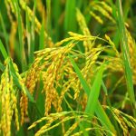 Tưới nước tiết kiệm cho lúa