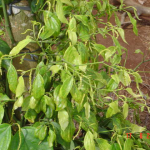 Sử dụng phân hữu cơ vi sinh trong sản xuất hồ tiêu ở Tây Nguyên và Đông Nam Bộ