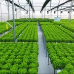 Đà Nẵng chú trọng xây dựng “nông nghiệp đô thị”