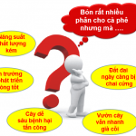 Bón phân cho cà phê kinh doanh đạt hiệu quả cao