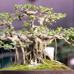 Kỹ thuật bón phân cho hoa cảnh, cây cảnh