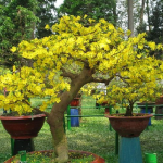 Chăm sóc cây hoa cảnh tết