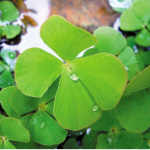 Cỏ dại trên ruộng lúa và cách phòng trị