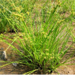 Phòng trừ cỏ dại trên các vườn cây lâu năm