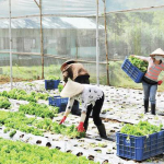 Giá trị của phân hữu cơ trong sản xuất nông nghiệp bền vững ở Việt Nam