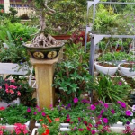 Cách chăm sóc cây hoa cảnh mùa hè