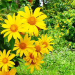 Mùa hoa cà phê trên Tây Nguyên