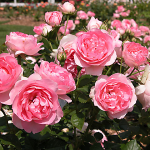 Quy trình bón phân cho cây hoa hồng