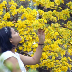 Kỹ thuật chăm sóc cho hoa mai ra hoa đúng tết