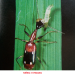 Nguyên tắc cơ bản I.P.M (trong quản lý dịch hại tổng hợp)