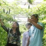 Phân bón nông nghiệp đô thị (bài cuối): Phải hoàn thành nhiệm vụ kép, vừa xanh vừa sạch