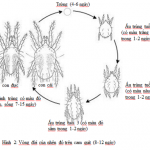 Nhện đỏ trên cam quít và biện pháp phòng trị
