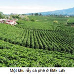 Tác dụng của phân bón hữu cơ đối với cây trồng trong giai đoạn đầu mùa mưa