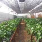 Kỹ thuật trồng và chăm sóc hoa Phong Lan