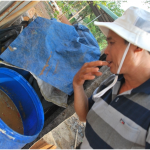 Phòng trừ sâu bệnh bằng rau củ quả