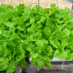 Các phương pháp trồng rau mùa mưa không bị úng rể