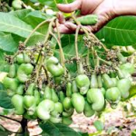 Diện tích và năng suất Điều ở Tây Nguyên giảm mạnh trong những năm gần đây