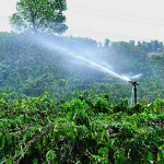 Thời điểm tưới nước cho cây cà phê đạt hiệu quả cao