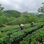 Muốn làm hữu cơ, đất phải khỏe