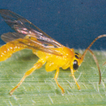 Thiên địch! Các loài thiên địch có ích cho cây trồng