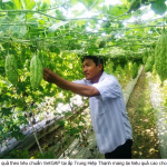 Phát triển rau an toàn trở thành phong trào