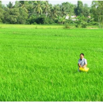 Không dùng xi măng bón lúa