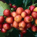 Dự báo thiếu hụt cà phê trên toàn cầu niên vụ 2016