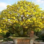 Mai vàng xứ Huế thú chơi kỳ công chăm sóc