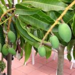 Sử dụng bón phân Đầu Trâu khi xử lý ra hoa sớm cho cây xoài ở Đồng Nai