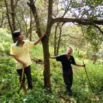 Tái cơ cấu nông nghiệp Đăk Nông: Nâng cao giá trị cây điều