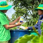 Mô hình canh tác cà phê sử dụng các sản phẩm phân bón Bình Điền – Mekong triển khai tại các công ty thành viên thuộc Tổng công ty cà phê Việt Nam