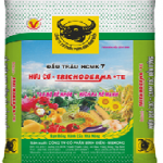 KỸ THUẬT TRỒNG VÀ CHĂM SÓC MĂNG TÂY XANH