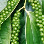 Giải pháp hạn chế hiệu quả bệnh chết nhanh hồ tiêu