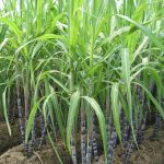 Lột lá mía giúp nâng cao năng suất và chất lượng